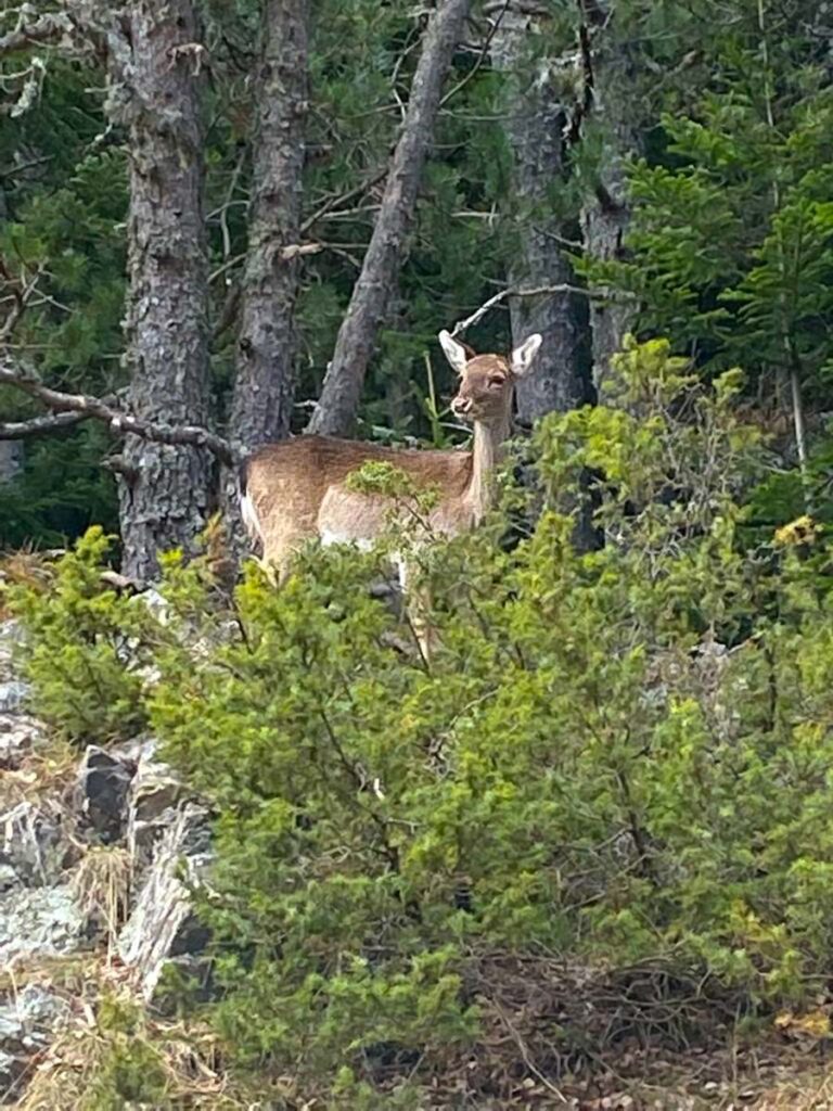 Parque Nacional de Aigüestortes