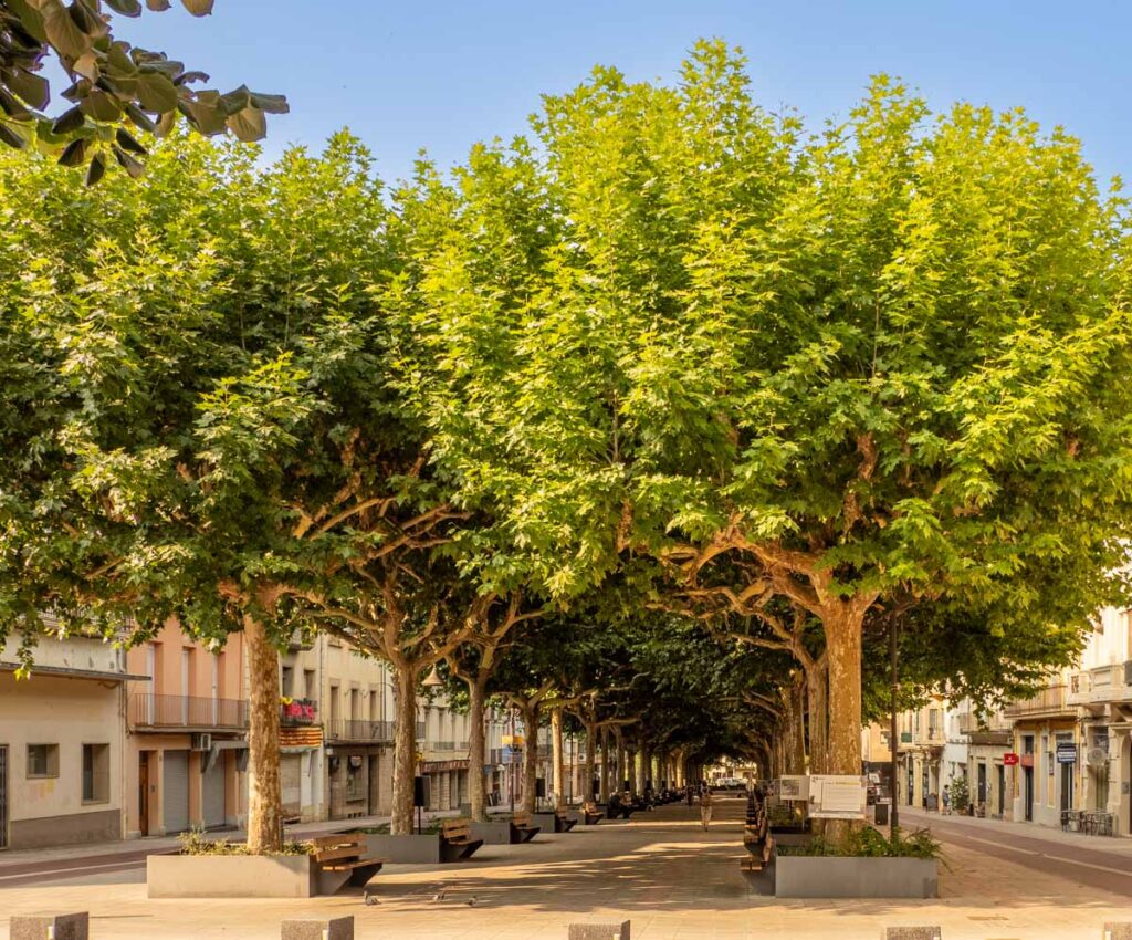 Rambla del Doctor Pearson