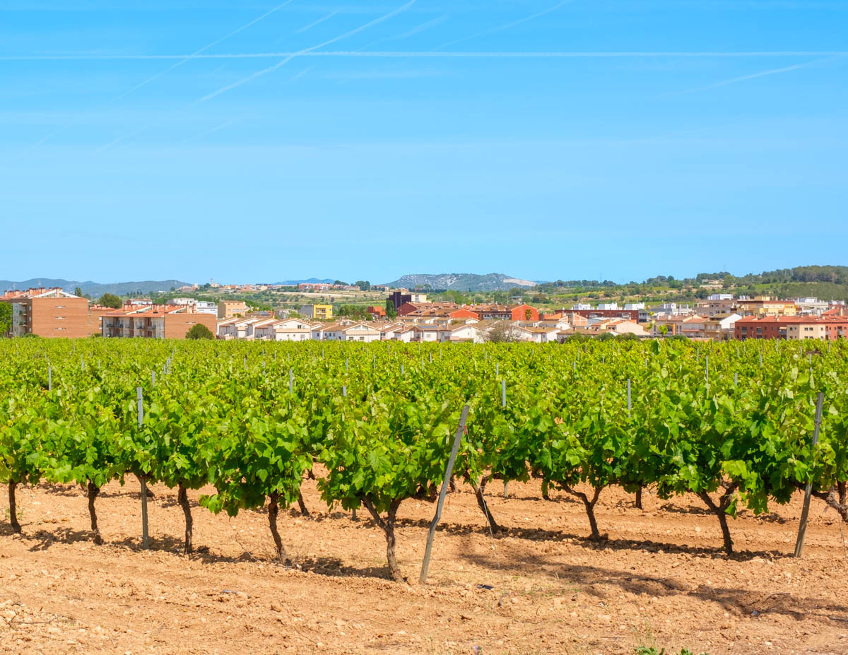 Santa Margarida i els Monjos, llegat cultural i tradició vitivinícola