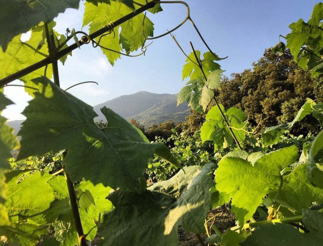 Visita guiada a les vinyes del Baluard